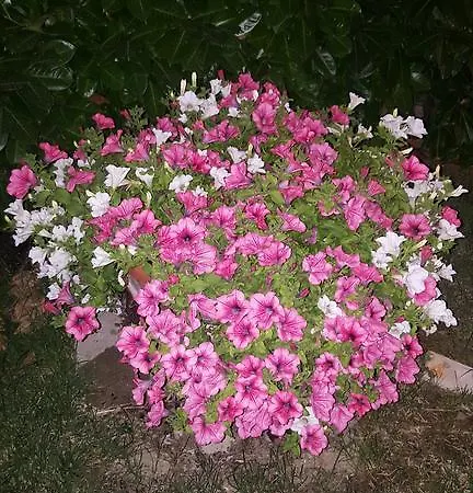 Gioia 3* Монтегранаро